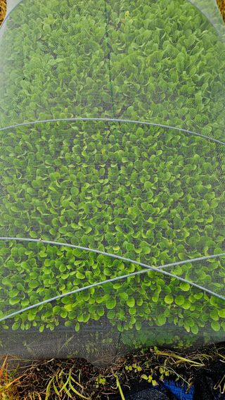 안나농부님의 배추 · 파종•정식 작성글 사진