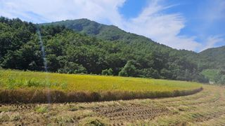 안나농부님의 벼 · 자유게시판 작성글 사진