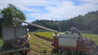 안나농부님의 벼 · 자유게시판 작성글 사진