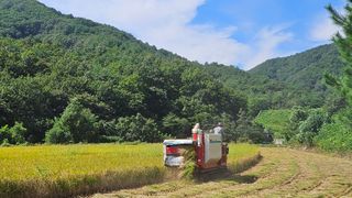 안나농부님의 벼 · 자유게시판 작성글 사진