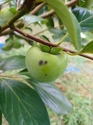 정원영님의 감 · 병해충상담 작성글 사진