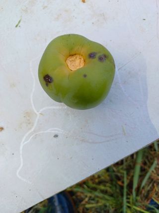 정원영님의 감 · 병해충상담 작성글 사진