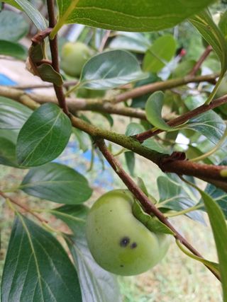 정원영님의 감 · 병해충상담 작성글 사진