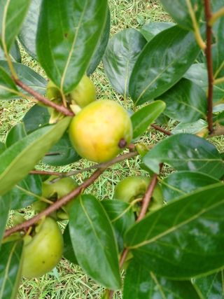 정원영님의 감 · 병해충상담 작성글 사진