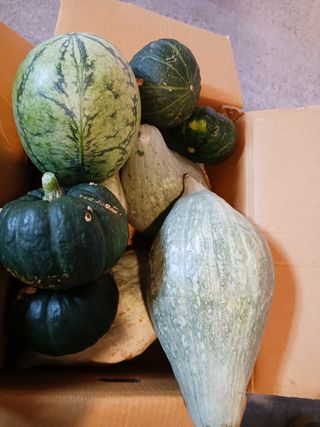 조정분(사랑이엄마)님의 호박 · 영농일지 작성글 사진