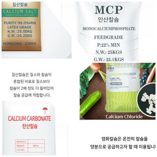 김중언님의 배추 · 파종•정식 작성글 사진