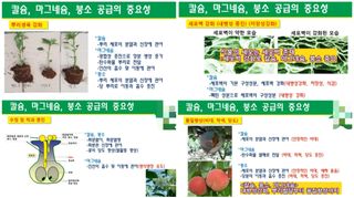 김중언님의 배추 · 파종•정식 작성글 사진