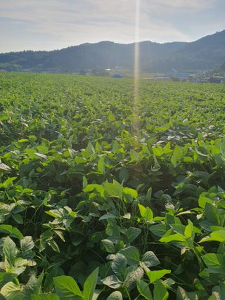 상큼너구리님의 콩 · 병해충상담 작성글 사진
