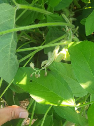 상큼너구리님의 콩 · 병해충상담 작성글 사진