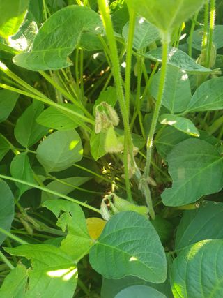 상큼너구리님의 콩 · 병해충상담 작성글 사진