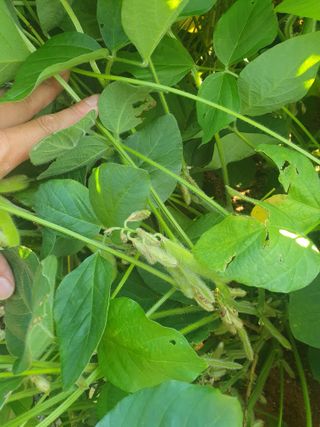 상큼너구리님의 콩 · 병해충상담 작성글 사진