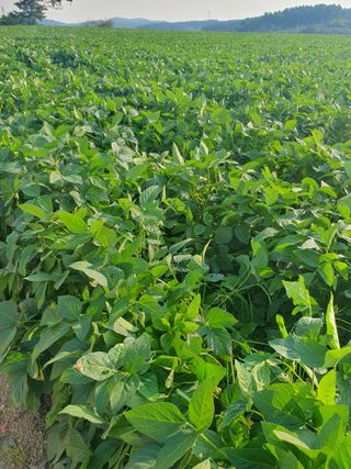 상큼너구리님의 콩 · 병해충상담 작성글 사진