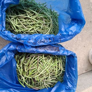 knlee님의 고구마 · 자유게시판 작성글 사진