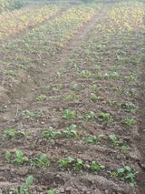 팜모닝 기타작물·자유게시판 게시글 이미지