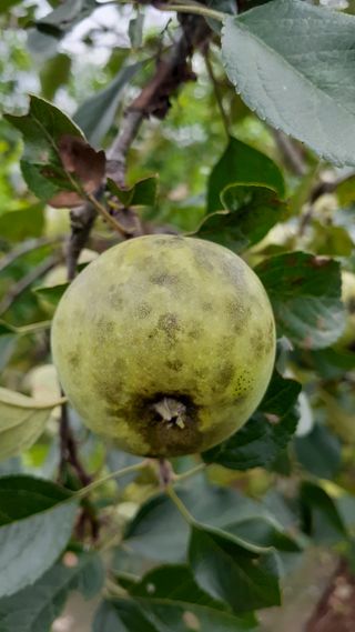 초보텃밭님의 사과 · 병해충상담 작성글 사진