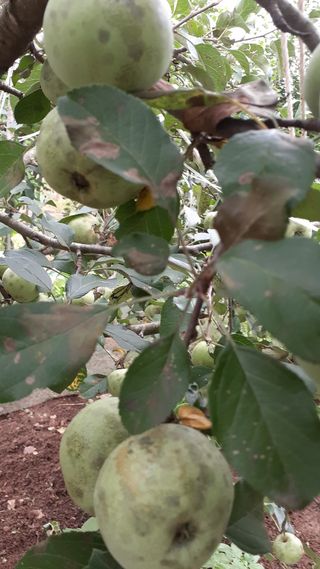 초보텃밭님의 사과 · 병해충상담 작성글 사진