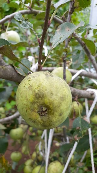 초보텃밭님의 사과 · 병해충상담 작성글 사진