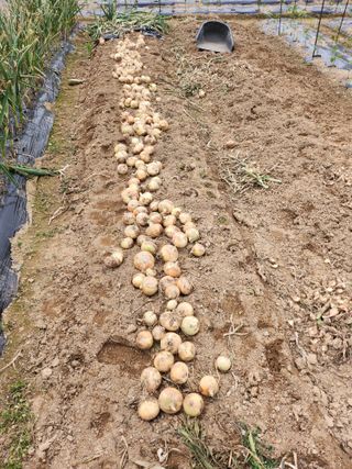 김삼철님의 O학년 △반 이세요? · 참여글 작성글 사진