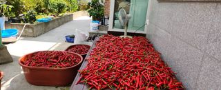 김삼철님의 O학년 △반 이세요? · 참여글 작성글 사진