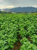 팜모닝 O학년 △반 이세요?·참여글 게시글 이미지