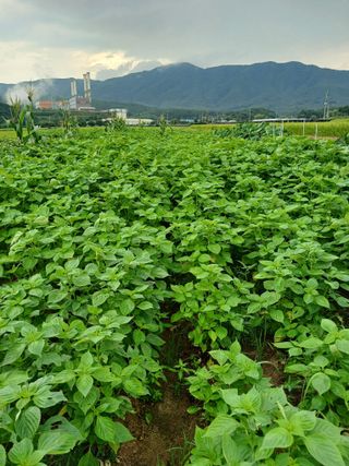 양배추18268님의 O학년 △반 이세요? · 참여글 작성글 사진