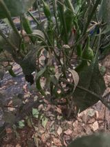 팜모닝 고추·병해충상담 게시글 이미지