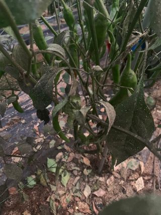 이계성님의 고추 · 병해충상담 작성글 사진