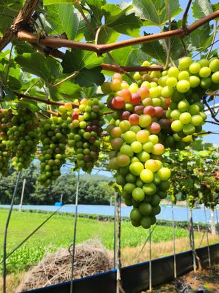 아침햇살님의 O학년 △반 이세요? · 참여글 작성글 사진