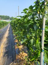 팜모닝 O학년 △반 이세요?·참여글 게시글 이미지