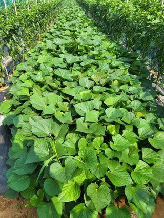 짱이네농부님의 O학년 △반 이세요? · 참여글 작성글 사진