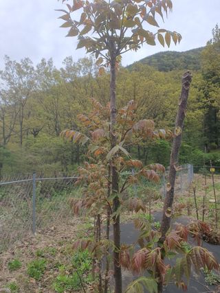 나는 나님의 O학년 △반 이세요? · 참여글 작성글 사진