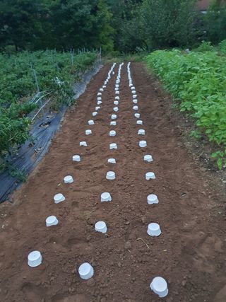 귤19724님의 매실 · 영농일지 작성글 사진