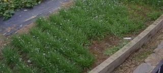 청춘(靑春)농원님의 자유주제 · 자유게시판 작성글 사진