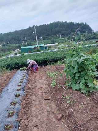 파키드&움메님의 배추 · 영농일지 작성글 사진