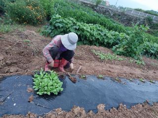 파키드&움메님의 배추 · 영농일지 작성글 사진