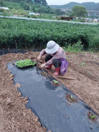 파키드&움메님의 배추 · 영농일지 작성글 사진
