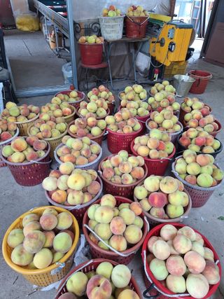 욕심내지말자님의 복숭아 · 자유게시판 작성글 사진