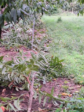 욕심내지말자님의 복숭아 · 자유게시판 작성글 사진