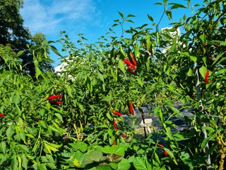 초롱님의 O학년 △반 이세요? · 참여글 작성글 사진