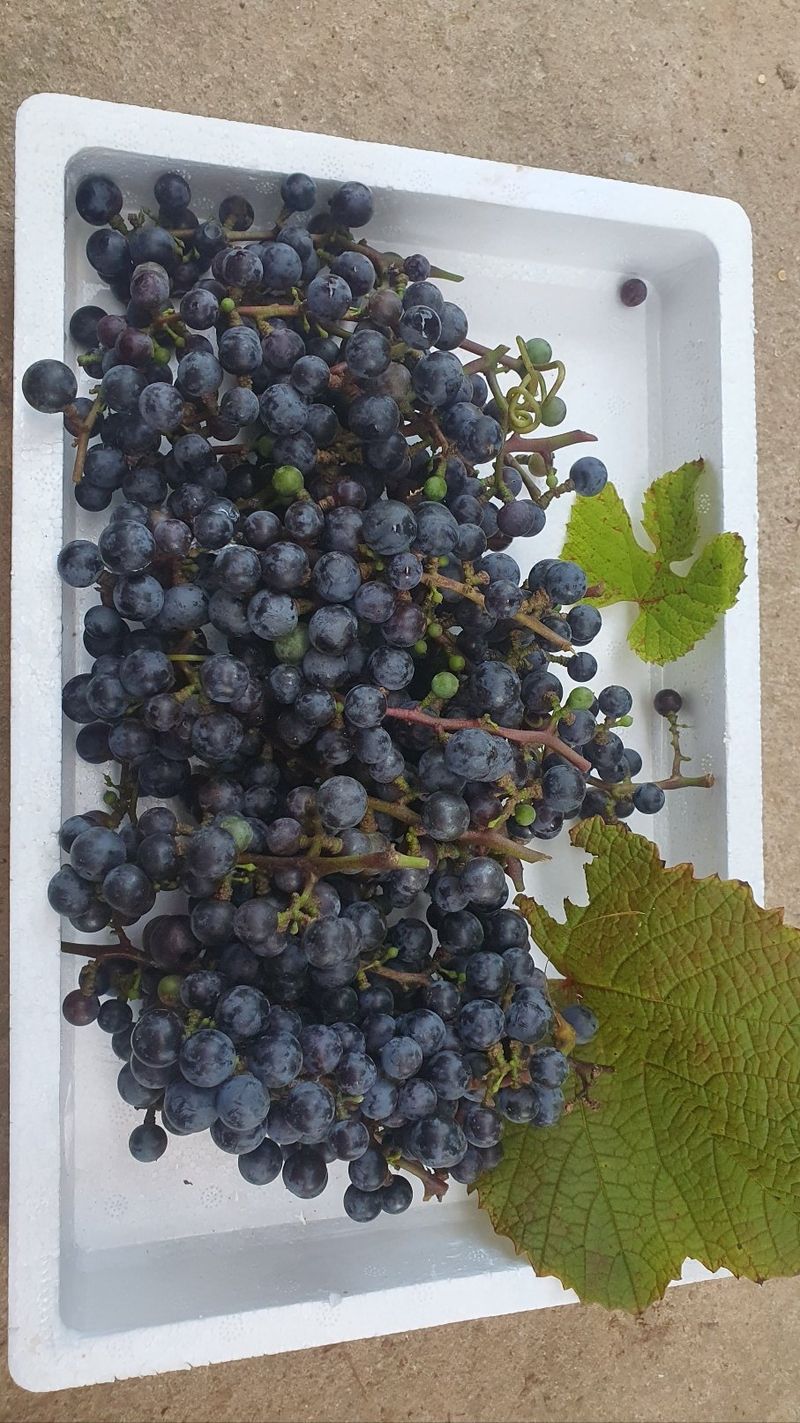 농산물에 진심구병안님의 장터 판매 상품 [야생머루1kg 품절] 첨부 사진