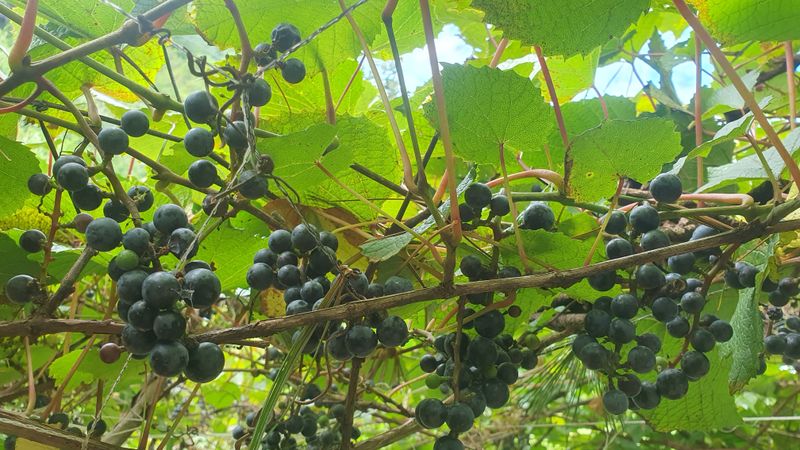 장터 상품 [야생머루1kg 품절] 썸네일