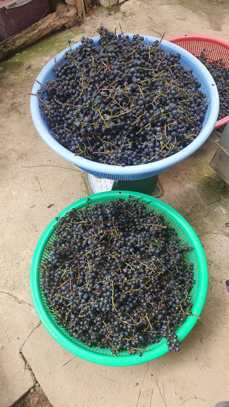 농산물에 진심구병안님의 장터 판매 상품 [야생머루1kg 품절] 첨부 사진