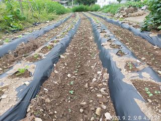 유병욱님의 벼 · 영농일지 작성글 사진