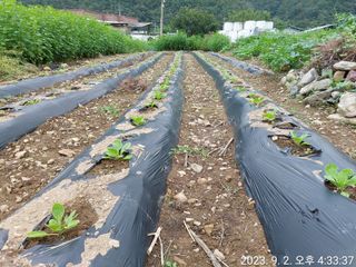 유병욱님의 벼 · 영농일지 작성글 사진