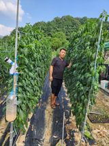 팜모닝 고추·일상 게시글 이미지