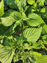 팜모닝 들깨·병해충상담 게시글 이미지