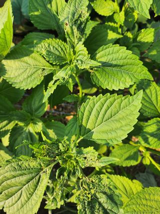 평택쌍둥이할매님의 들깨 · 병해충상담 작성글 사진