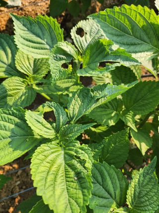 평택쌍둥이할매님의 들깨 · 병해충상담 작성글 사진