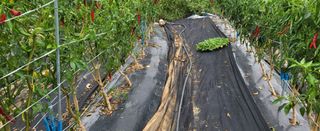 조미숙님의 배추 · 파종•정식 작성글 사진