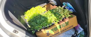 조미숙님의 배추 · 파종•정식 작성글 사진